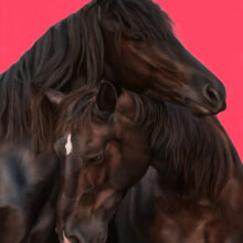 Pink Background 2 Horses